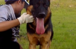 德国牧羊犬怎样训练,从基础到高级技巧详解
