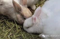 如何养宠物兔