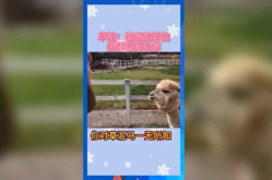 娱乐吃瓜音乐,一场跨界狂欢的视听盛宴