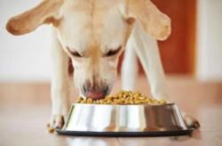 娱乐吃瓜养狗视频下载,一键下载，轻松享受欢乐时光