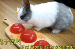 娱乐吃瓜小兔子小说
