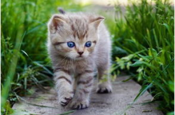 娱乐吃瓜酱猫抱枕,带你感受萌宠的魅力