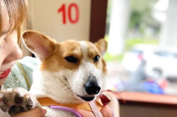 娱乐吃瓜酱忠犬琪哥,娱乐吃瓜酱的忠实守护者