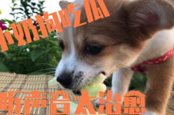 娱乐吃瓜酱送小狗视频,温馨瞬间感动网友